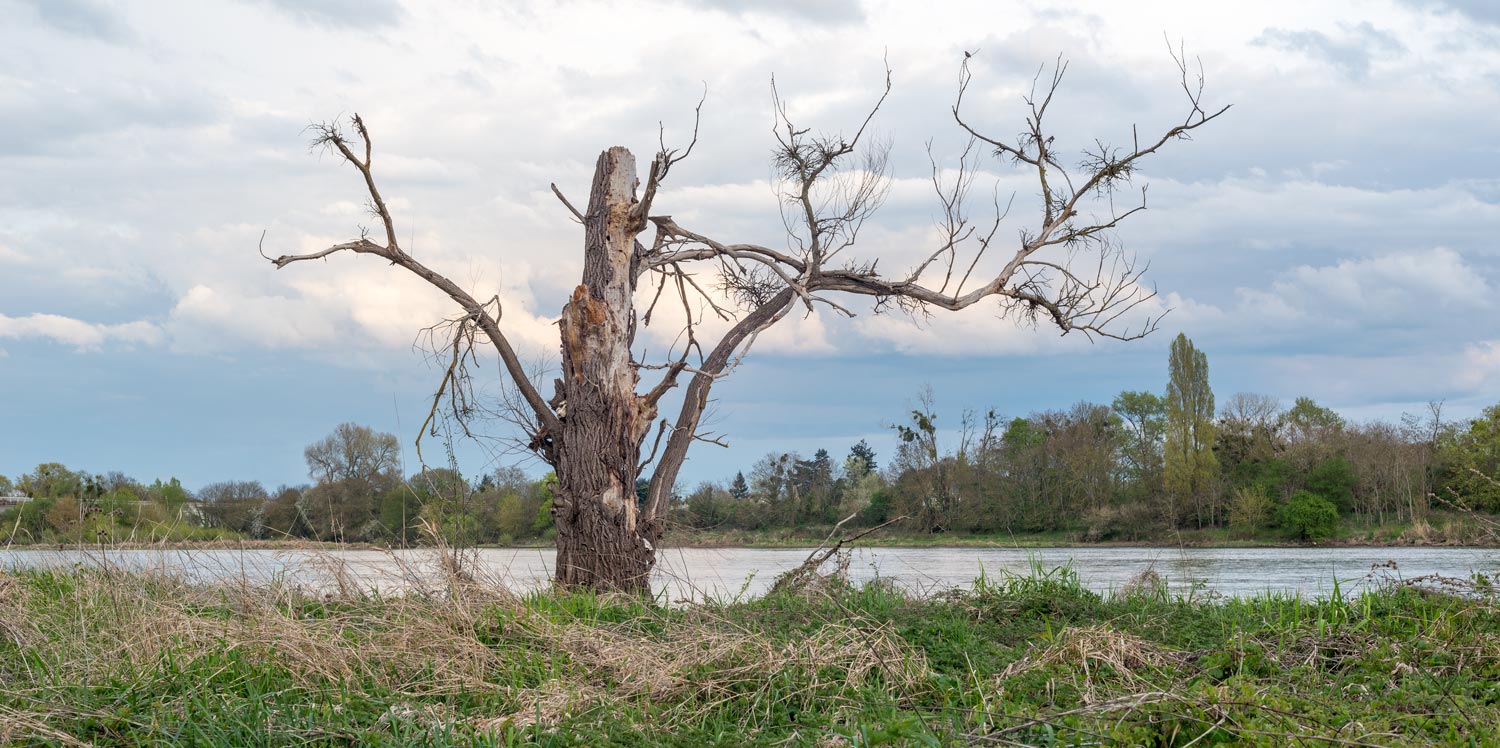 Dead tree on the banks of the Loire