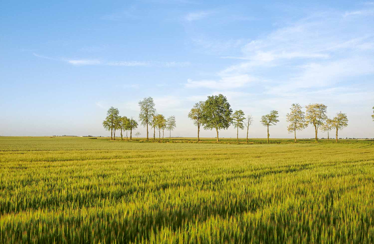 The Beauce wheat field with Atraps trees in the Loiret