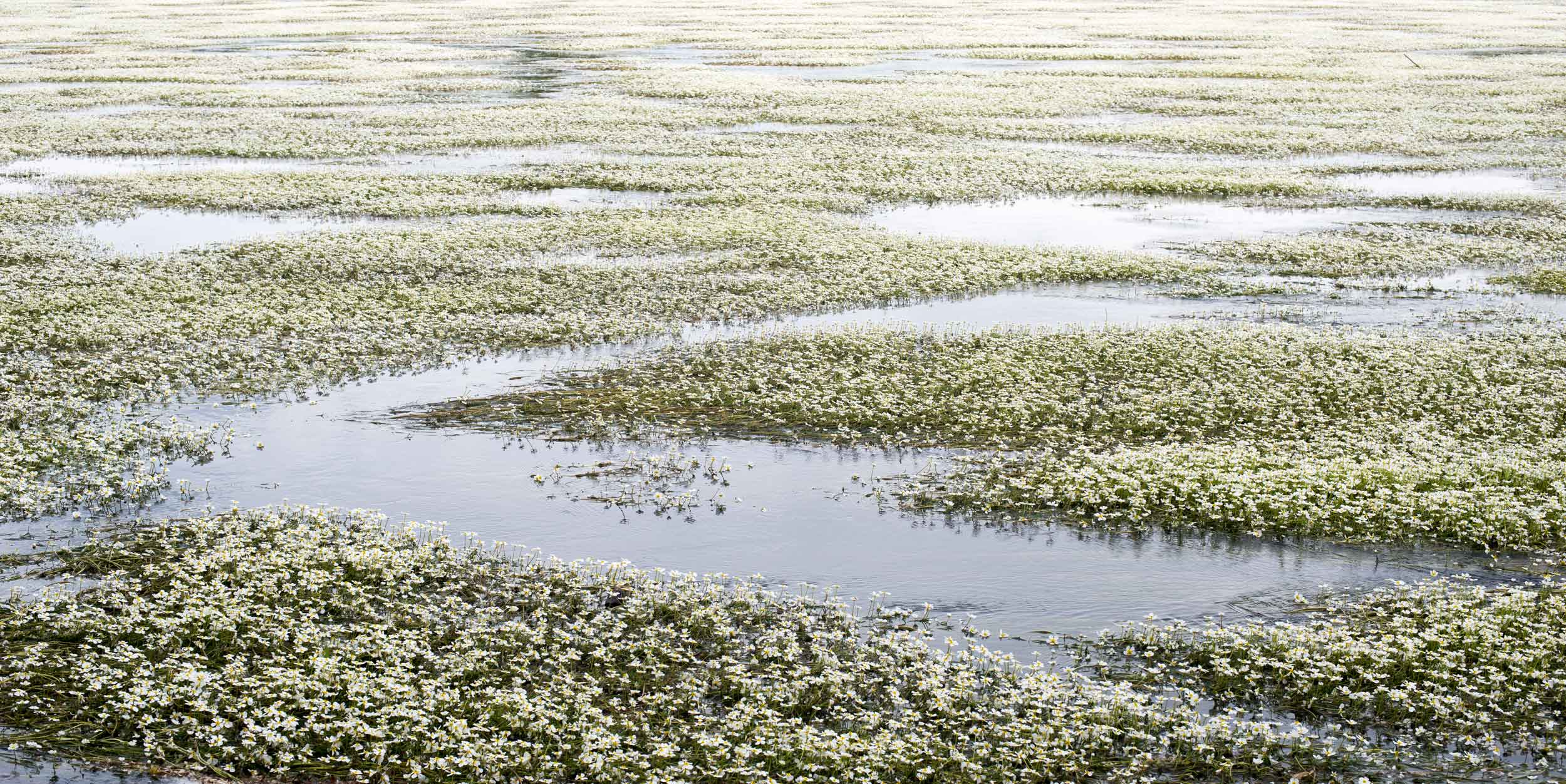 la Loire renoncules flottantes