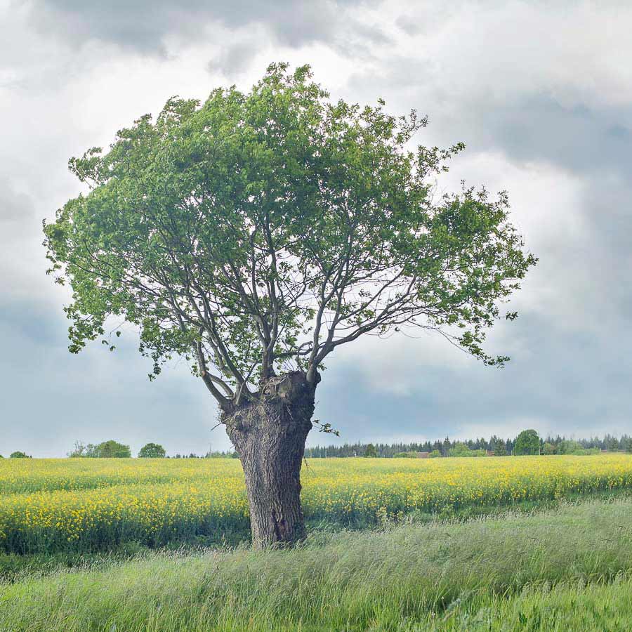 Trognes Arbres Que L on Trouve Dans Les Champs Phonet