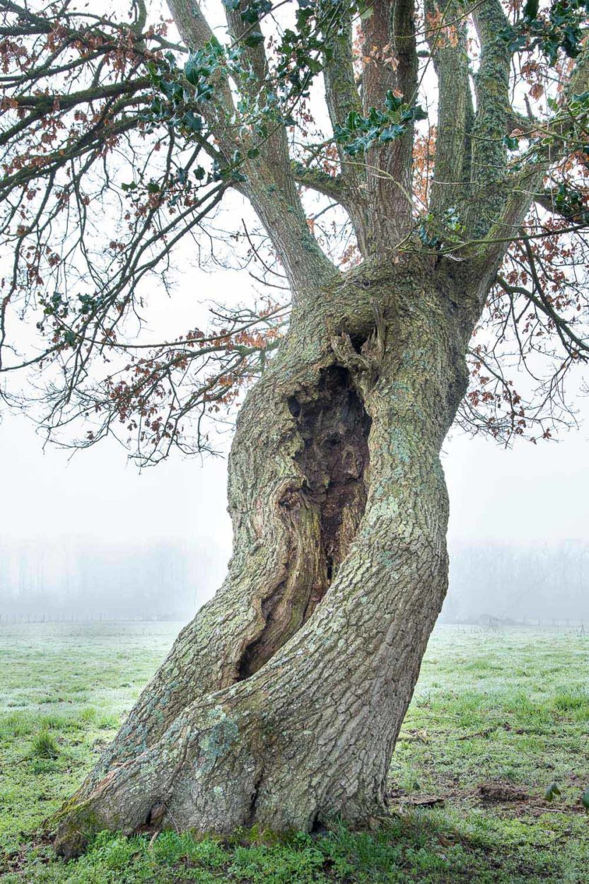 Trognes Arbres Que L on Trouve Dans Les Champs Phonet