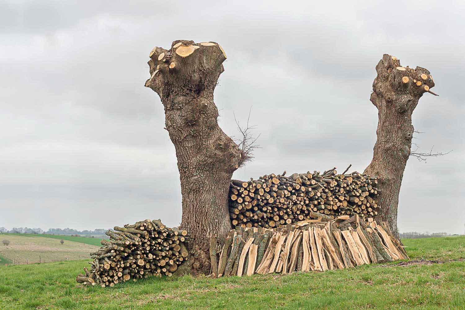 Trognes de chêne bois coupé Épuisay 41