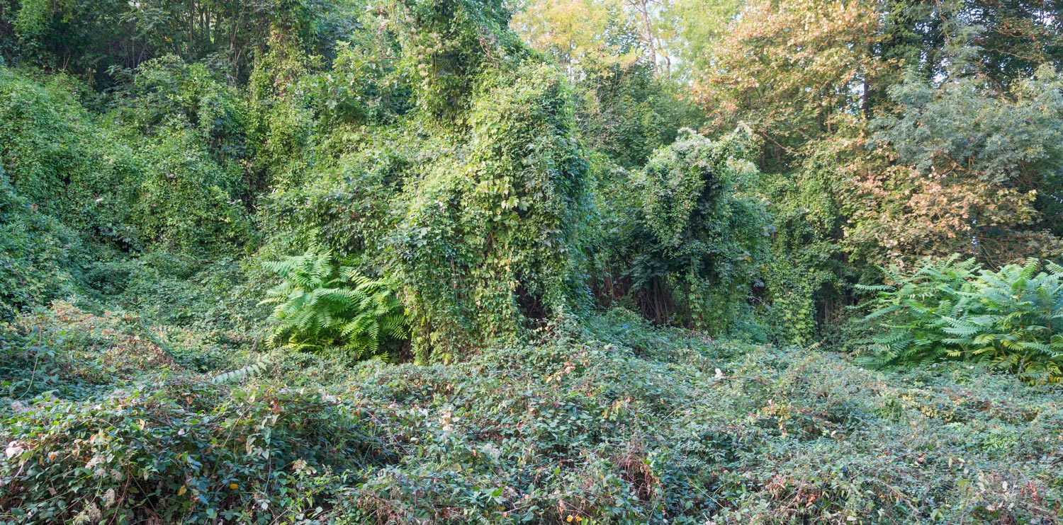Vegetation on the banks of the Loire
