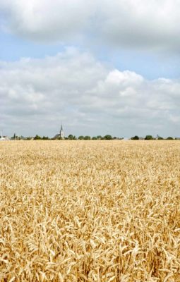 Village beauceron de Villamblain Loiret champ de blé mûr