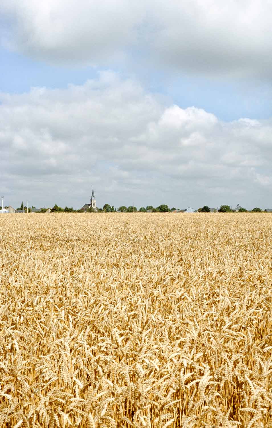 Beauce village of Villamblain Loiret ripe wheat field