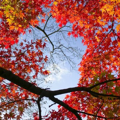 dans la ville d'Orléans Parc Pasteur arbre Acer en automne