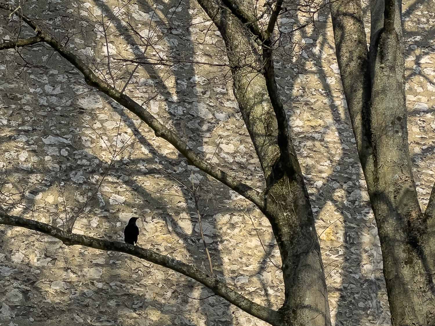 arbre ombre sur un mur en pierres et un corbeau sur une branche orléans